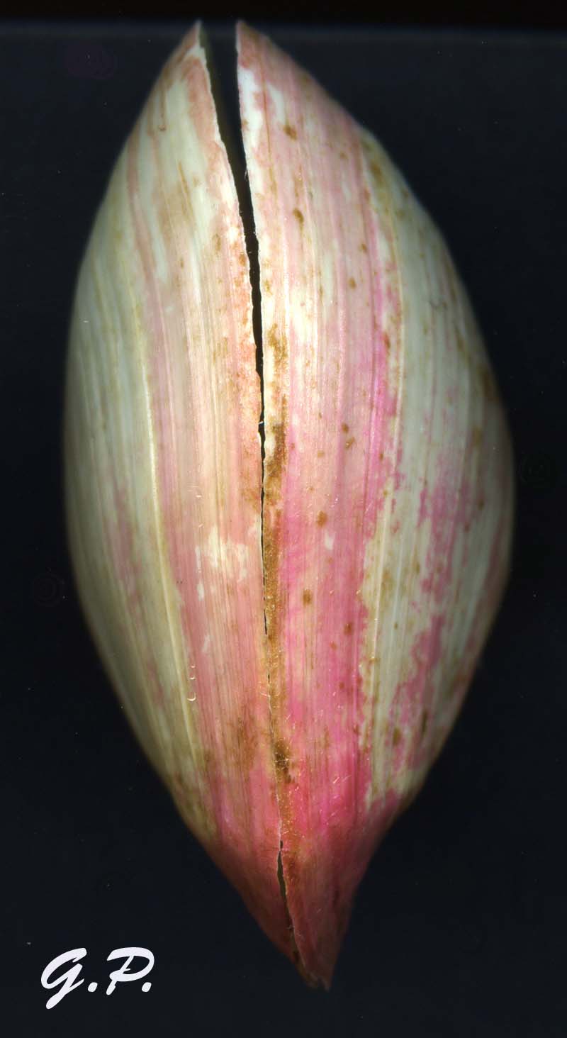 Aiuto per determinare